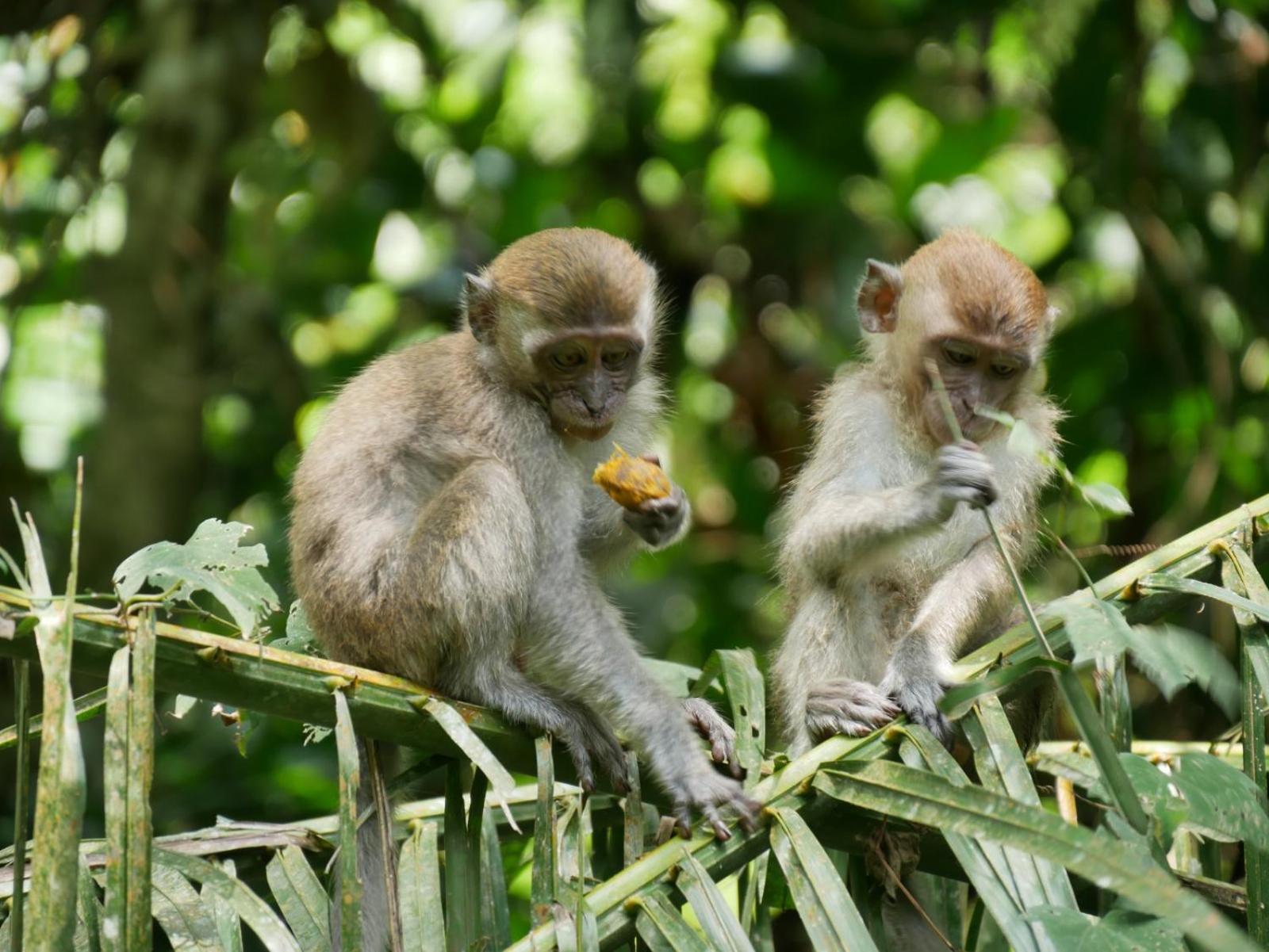 Sama Sama Homestay & Trekking Only Stay Here Book Trekking And Transport With Us Bukit Lawang Exterior photo
