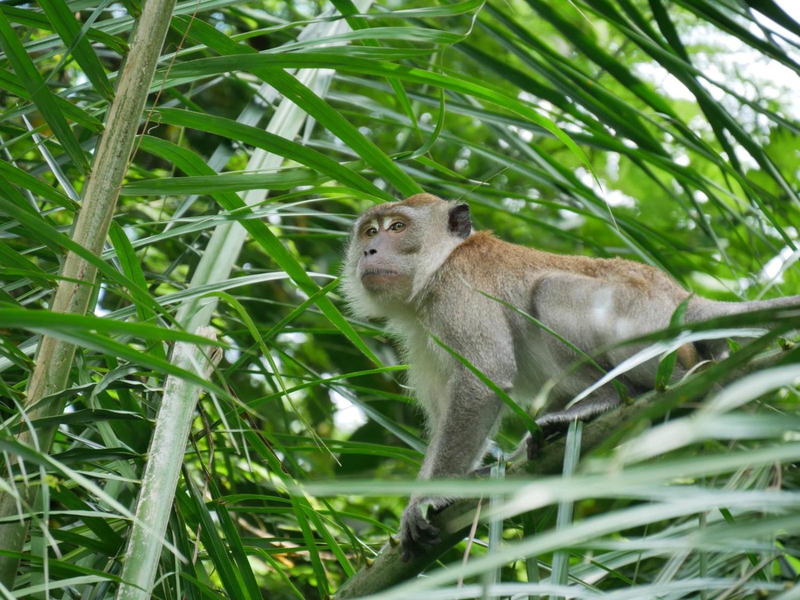 Sama Sama Homestay & Trekking Only Stay Here Book Trekking And Transport With Us Bukit Lawang Exterior photo