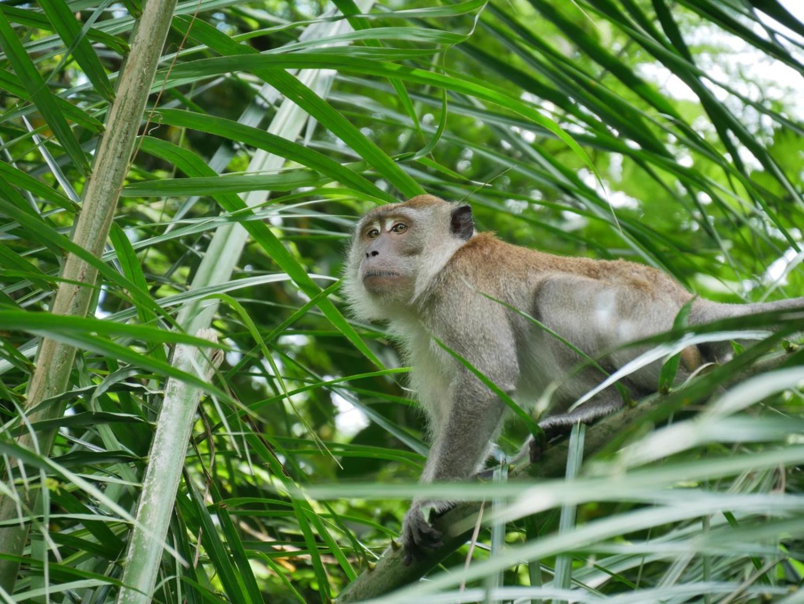 Sama Sama Homestay & Trekking Only Stay Here Book Trekking With Us Bukit Lawang Exterior photo