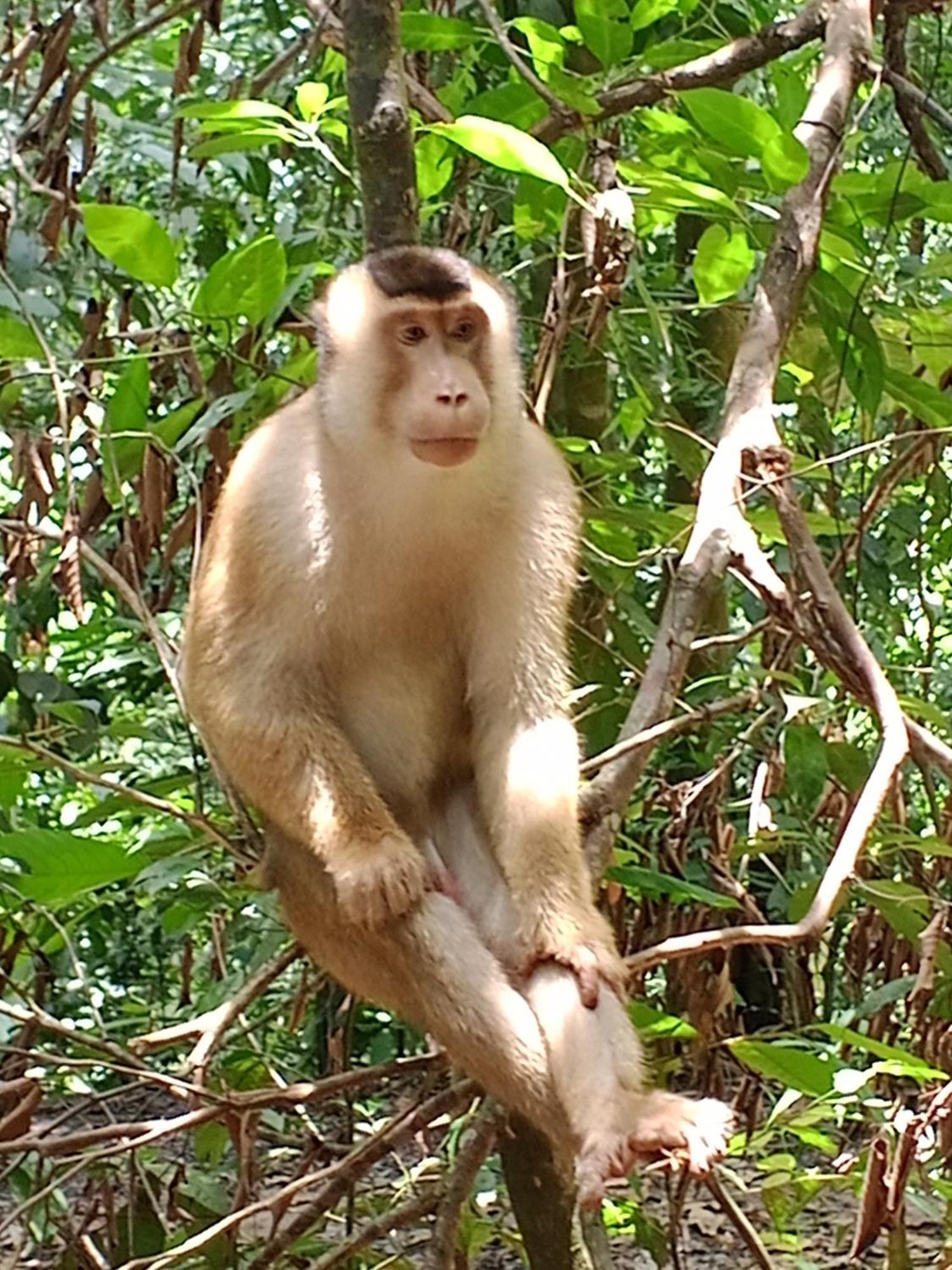 Sama Sama Homestay & Trekking Only Stay Here Book Trekking And Transport With Us Bukit Lawang Exterior photo