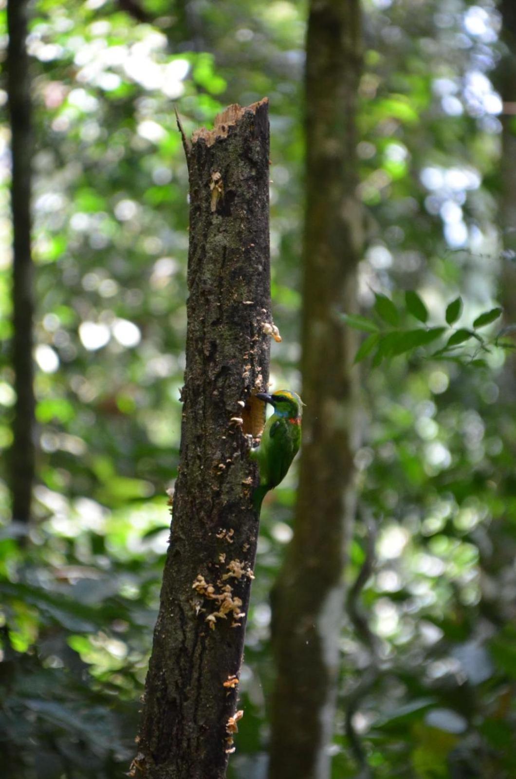 Sama Sama Homestay & Trekking Only Stay Here Book Trekking With Us Bukit Lawang Exterior photo