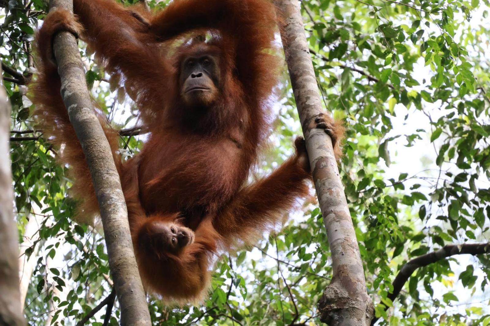 Sama Sama Homestay & Trekking Only Stay Here Book Trekking And Transport With Us Bukit Lawang Exterior photo