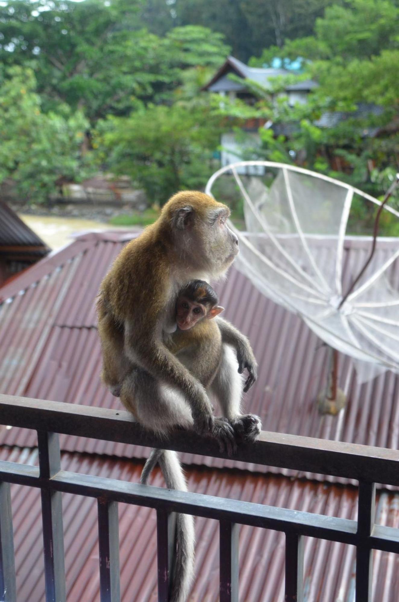Sama Sama Homestay & Trekking Only Stay Here Book Trekking And Transport With Us Bukit Lawang Exterior photo
