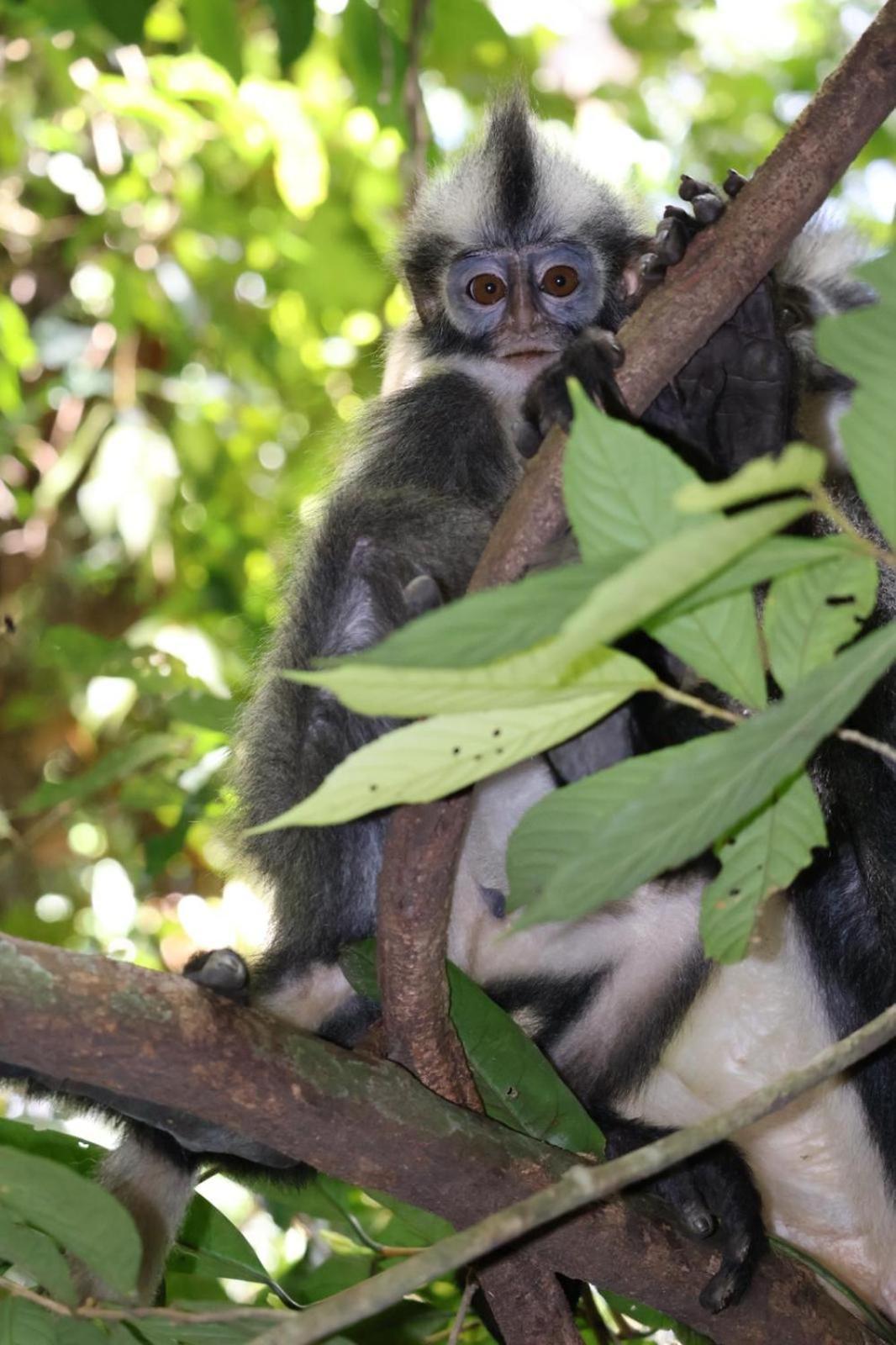 Sama Sama Homestay & Trekking Only Stay Here Book Trekking And Transport With Us Bukit Lawang Exterior photo