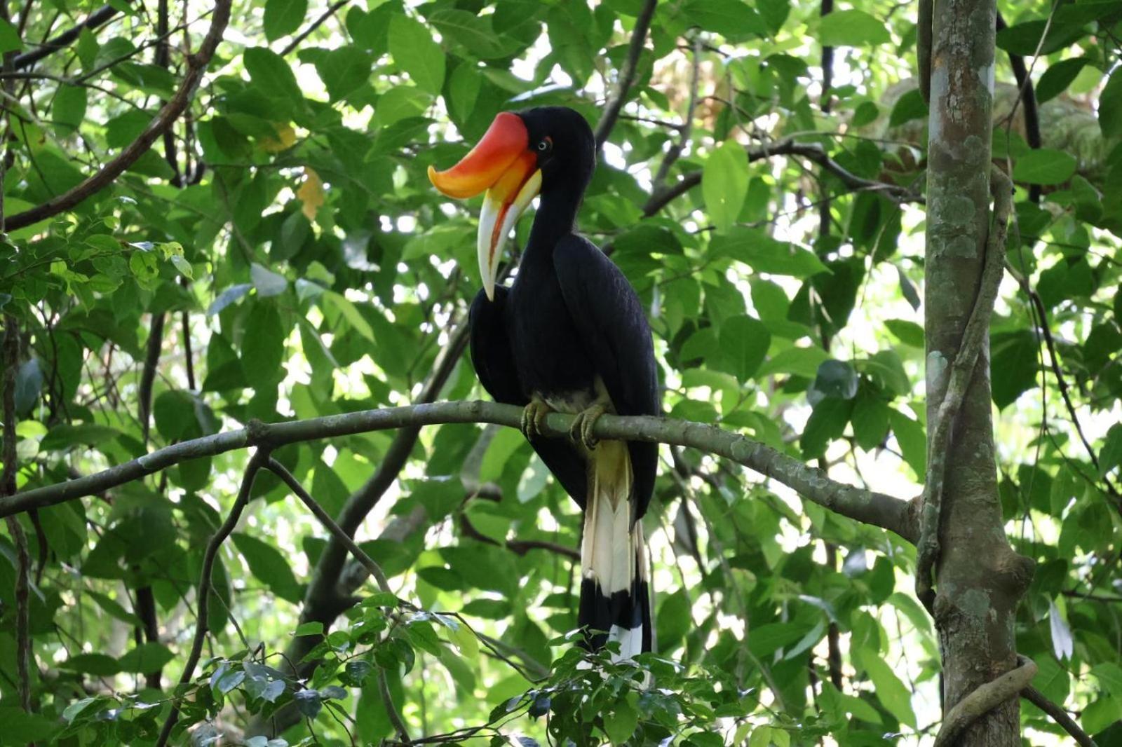 Sama Sama Homestay & Trekking Only Stay Here Book Trekking And Transport With Us Bukit Lawang Exterior photo
