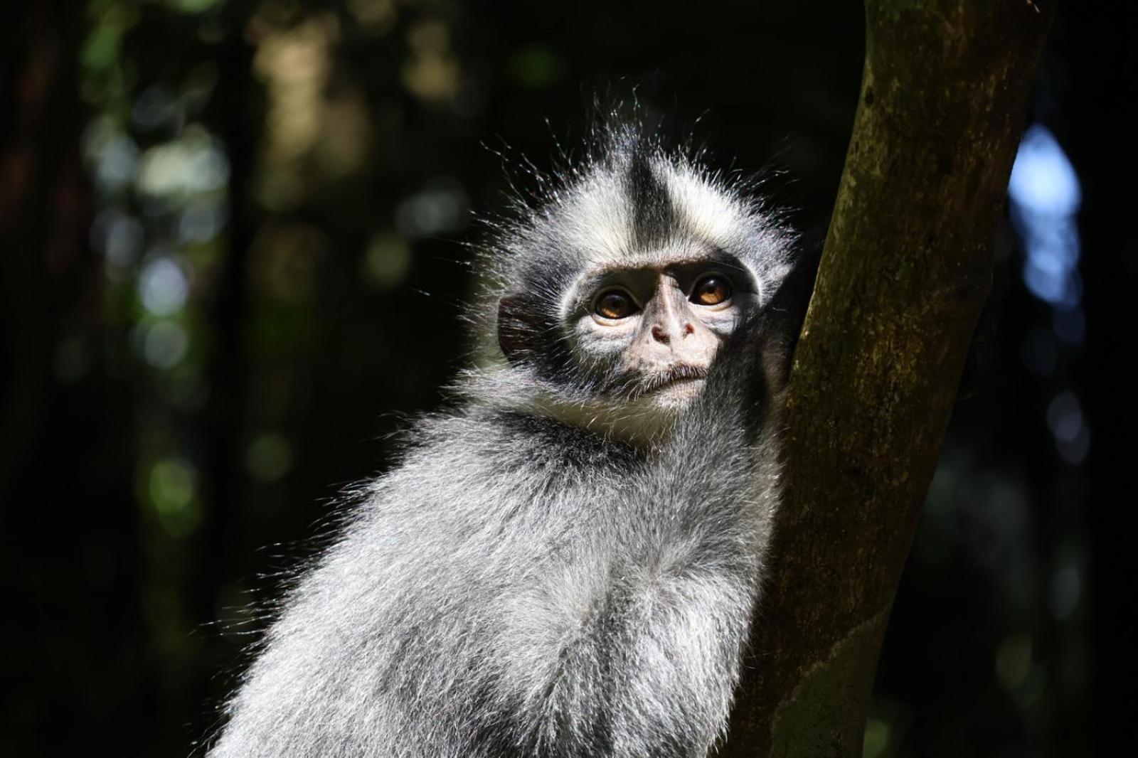 Sama Sama Homestay & Trekking Only Stay Here Book Trekking With Us Bukit Lawang Exterior photo