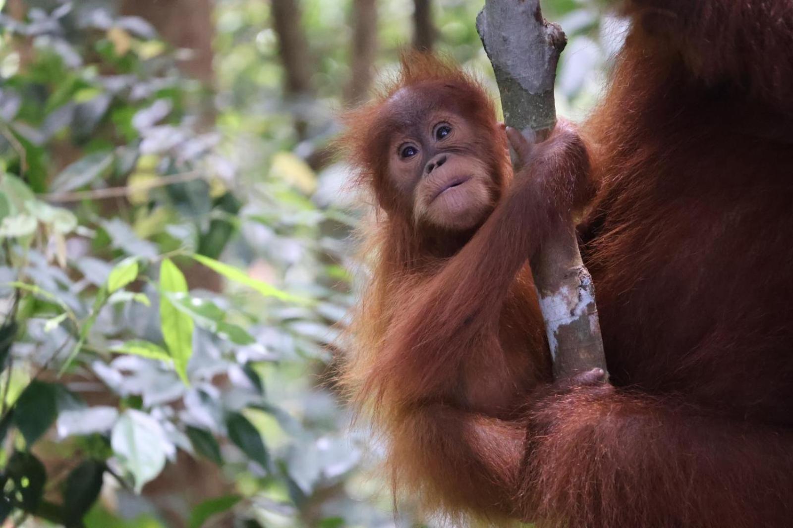 Sama Sama Homestay & Trekking Only Stay Here Book Trekking And Transport With Us Bukit Lawang Exterior photo