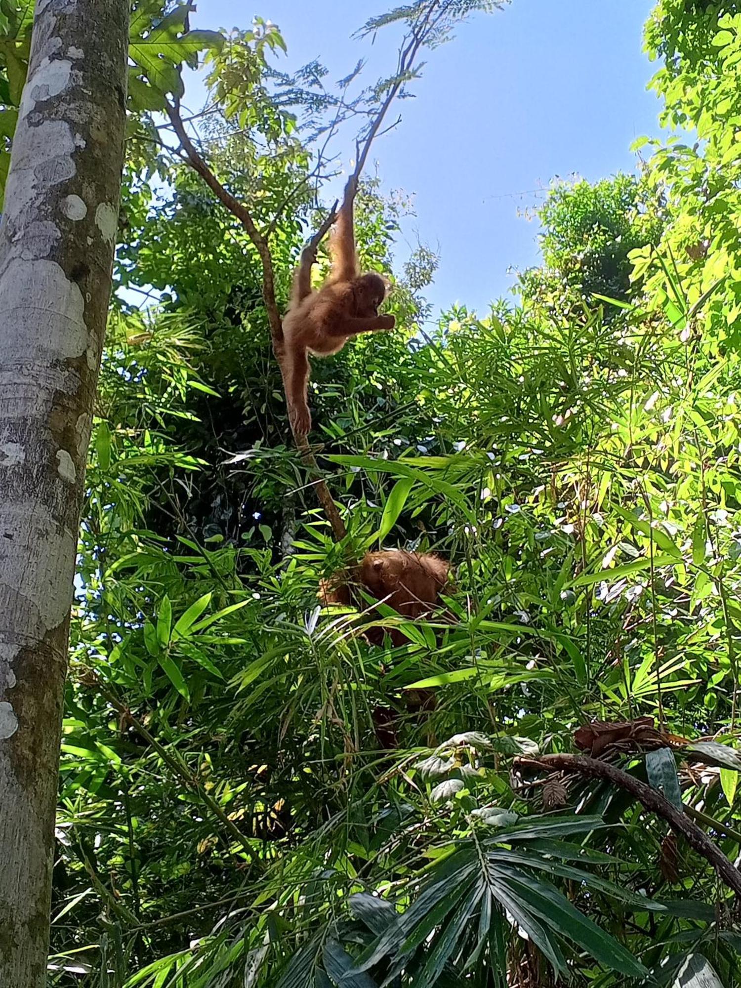 Sama Sama Homestay & Trekking Only Stay Here Book Trekking And Transport With Us Bukit Lawang Exterior photo