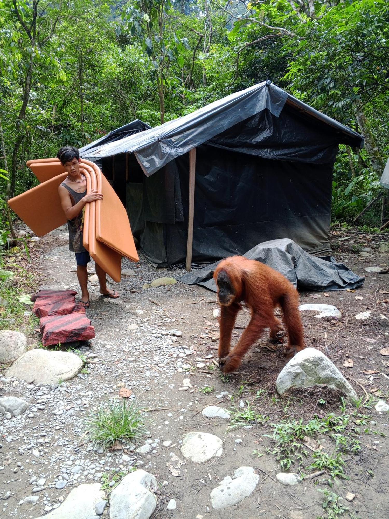 Sama Sama Homestay & Trekking Only Stay Here Book Trekking And Transport With Us Bukit Lawang Exterior photo