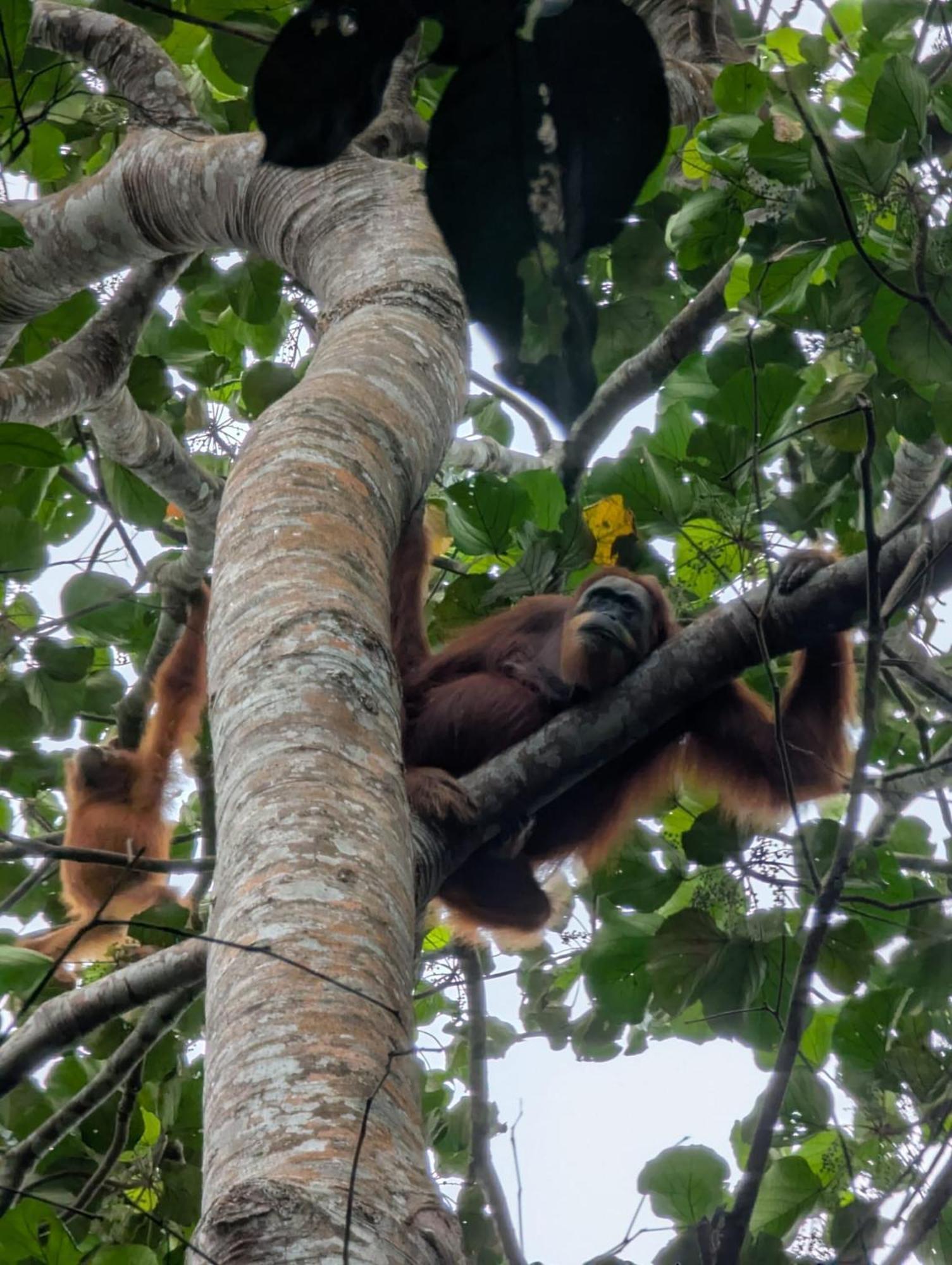 Sama Sama Homestay & Trekking Only Stay Here Book Trekking With Us Bukit Lawang Exterior photo