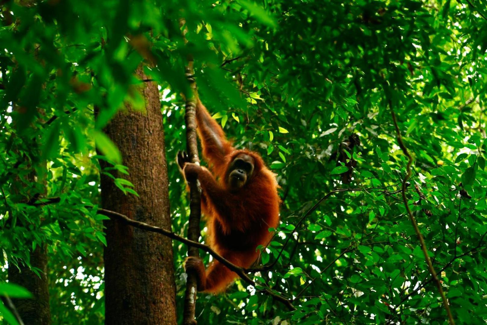 Sama Sama Homestay & Trekking Only Stay Here Book Trekking And Transport With Us Bukit Lawang Exterior photo